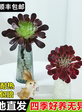 多肉植物室内盆栽水培植物黑法师美杜莎室内阳台桌面肉肉防辐射