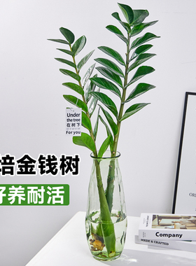 水培植物金钱树盆栽树苗室内好养办公室绿植钱串子旺宅四季常青