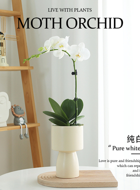 精品白色蝴蝶兰盆栽带花苞室内花卉花苗室内客厅桌面植物兰花盆景