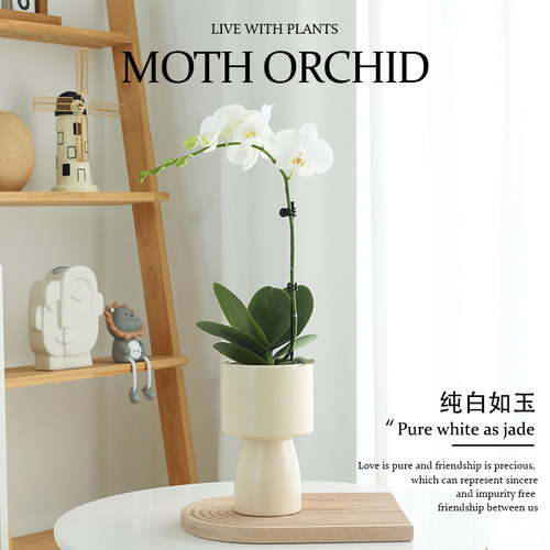 蝴蝶兰盆栽四季好养易活