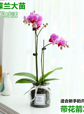 水培植物蝴蝶兰盆栽带花苞花箭卉绿植室内好养兰花年宵花净化空气