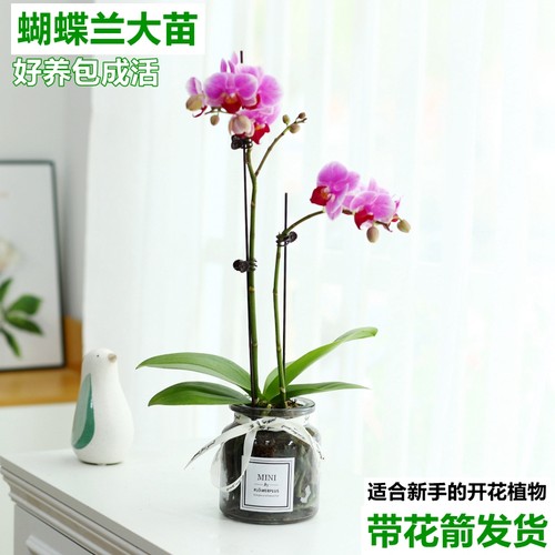 兰花净化空气室内水培蝴蝶兰绿植