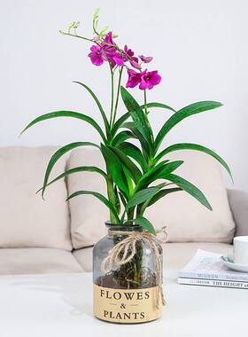 水培植物香水石斛兰盆栽带花苞室内桌面花卉植物四季好养花卉绿植