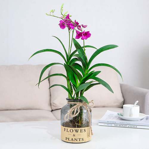 水培植物香水石斛兰盆栽带花苞室内桌面花卉植物四季好养花卉绿植