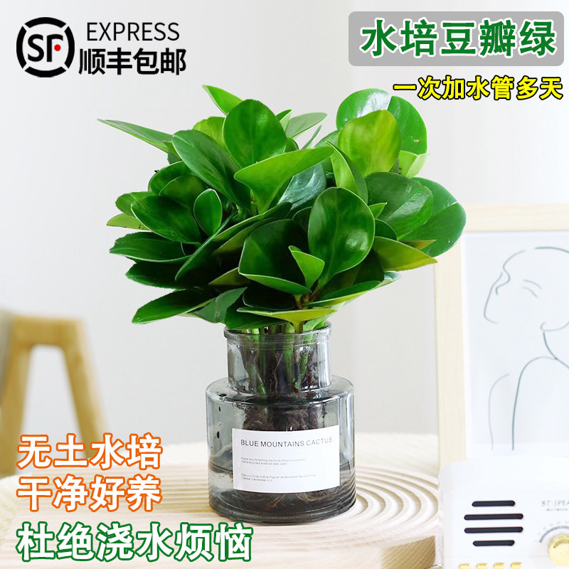碧玉豆瓣绿盆栽水培植物大盆室内桌面四季好养活防辐射吸甲醛绿植