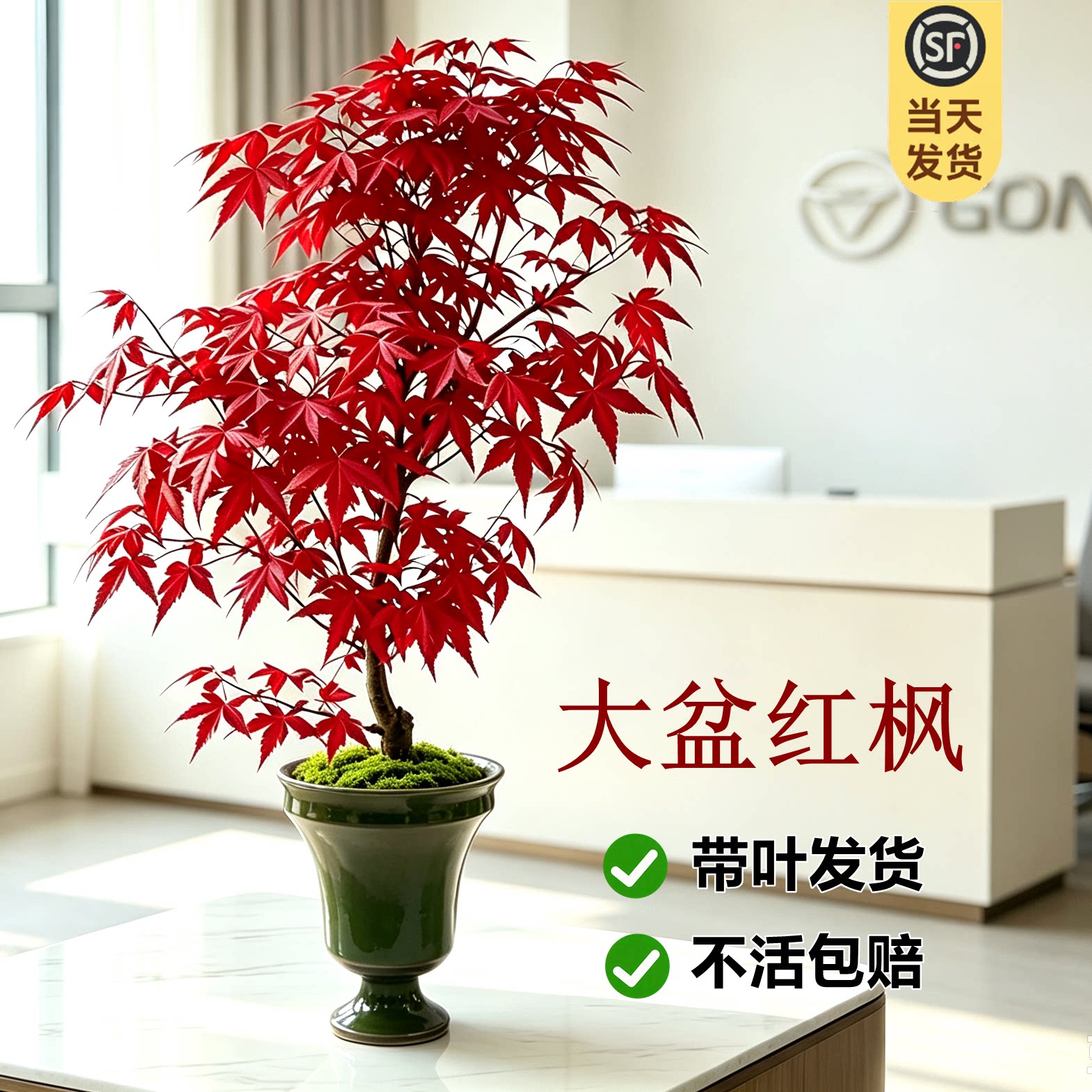 日本红枫盆景四季枫叶盆栽耐寒庭图片