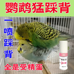 鹦鹉踩背促繁殖催下蛋多下蛋提高受精率改善肠道健康催下蛋保健液