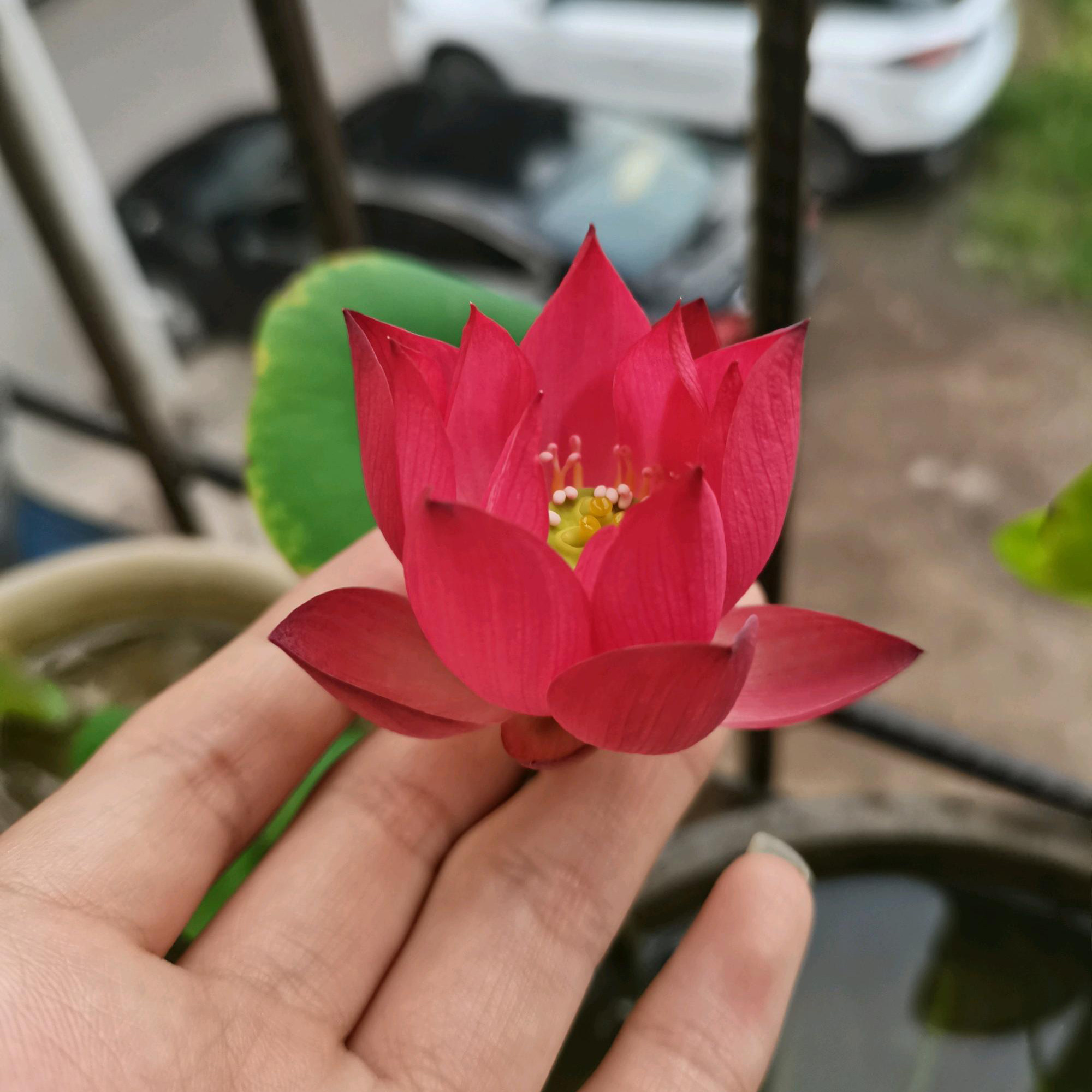 小微型荷花碗莲【紫仙8号/媚娘】盆栽水生观赏花卉种藕2023年