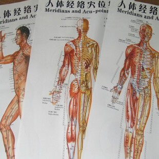 Meridian Acupuncture Wall Charts The Human Meridian Points