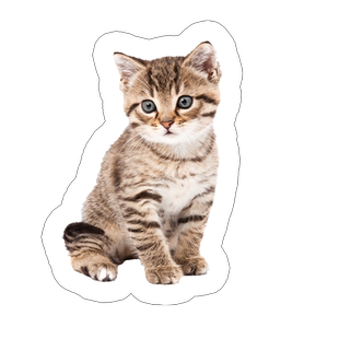 定制玩偶娃娃公仔 diy定做抱枕异形宠物狗狗猫咪动漫仿真毕设靠枕