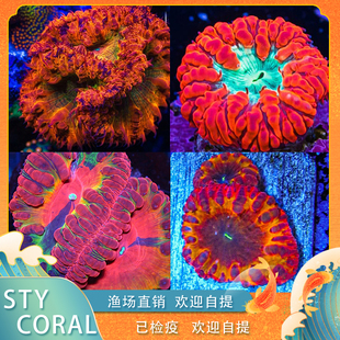 脑珊瑚软体绚丽多彩珊瑚海水缸真体活物脑类软体断肢富士脑八字脑