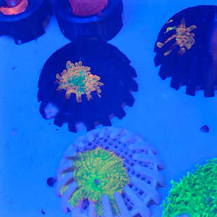 菇珊瑚新品珊瑚基座可用于菇珊瑚上石繁殖切割皮革珊瑚闪千手纽扣