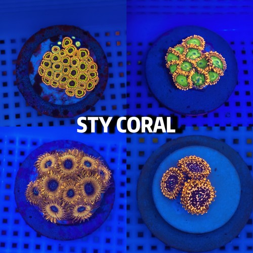 纽扣软体珊瑚海缸活体