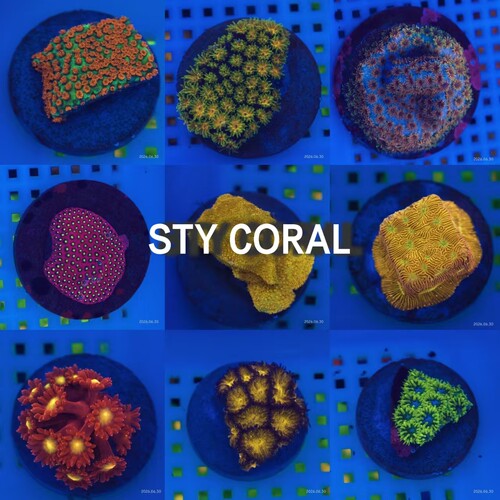 海缸生物珊瑚海水珊瑚人工繁殖