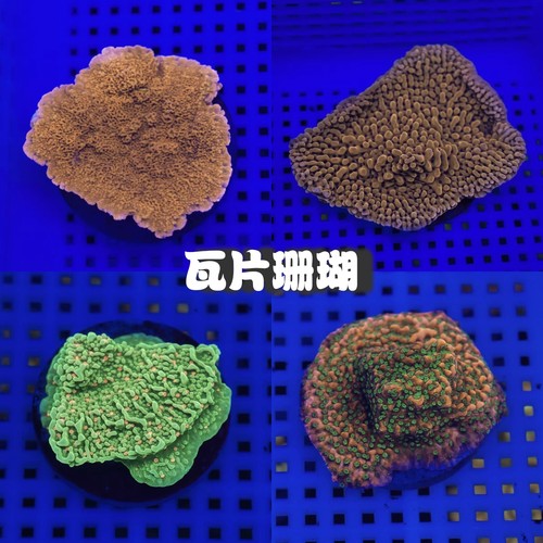 瓦片珊瑚莫妮卡瓦片双色瓦片熔岩瓦片SPS硬骨海水鱼缸