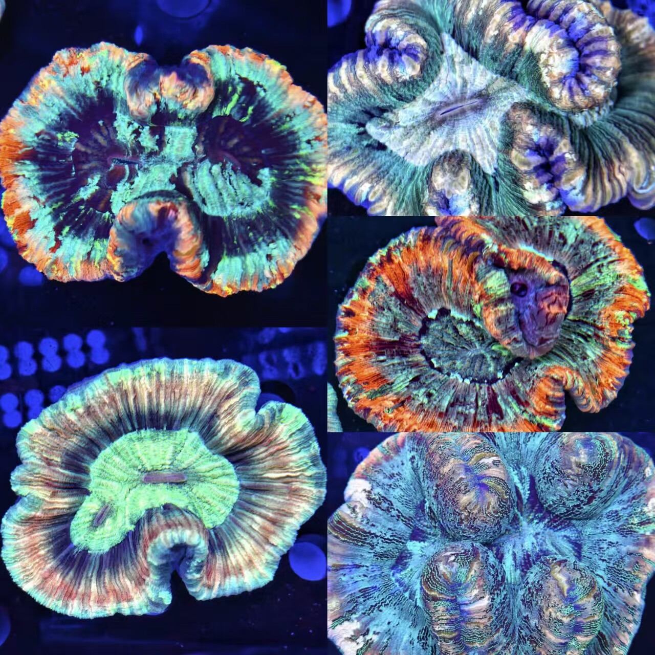 多彩珊瑚活体精品油彩巴厘脑