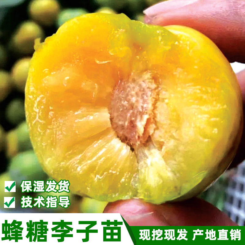 纯正蜂糖李子树苗脱骨冰糖李苗嫁接苗脆甜蜂蜜李果树当年结果树苗