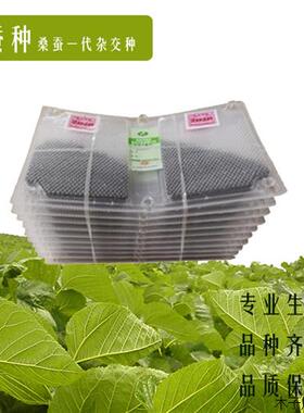 进口今年农村饲养蚕种蚕卵蚕宝宝蚕种场生产高产抗病优良种加量不