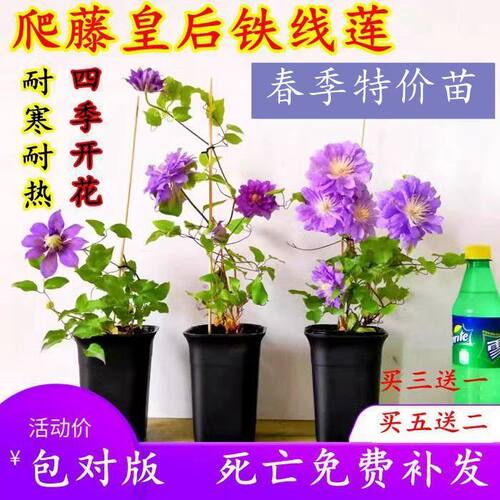 铁线莲苗盆栽藤本爬藤花