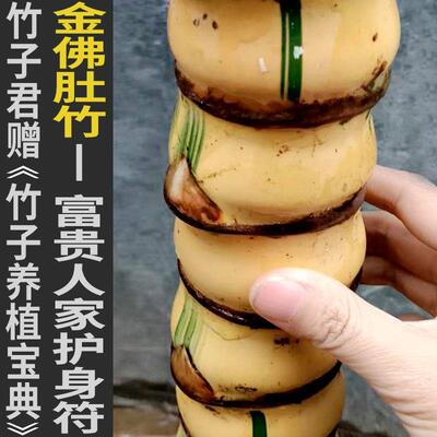 黄金佛肚竹葫芦竹罗汉竹盆栽竹盆