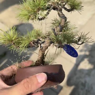 小品盆景一物黑松四季掌上室内松