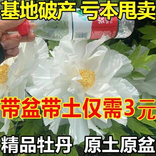 牡丹花苗大花重瓣四季牡丹花苗洛阳花卉室内好养盆栽地栽庭院阳台
