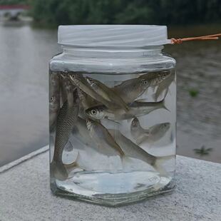 抓鱼瓶桶虾亲子专业神器儿童工具白条户外倒须口笼钓瓶批发专用