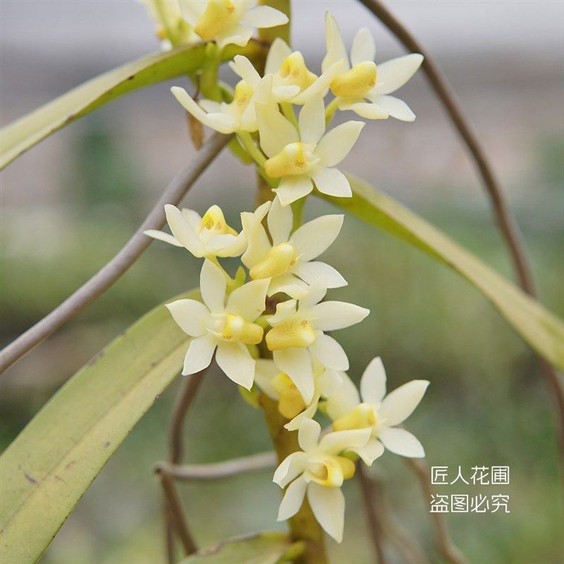 速发匠人花圃水晶白点代物扦氏苗垂吊吊兰盆栽植兰浓香好养吉插白