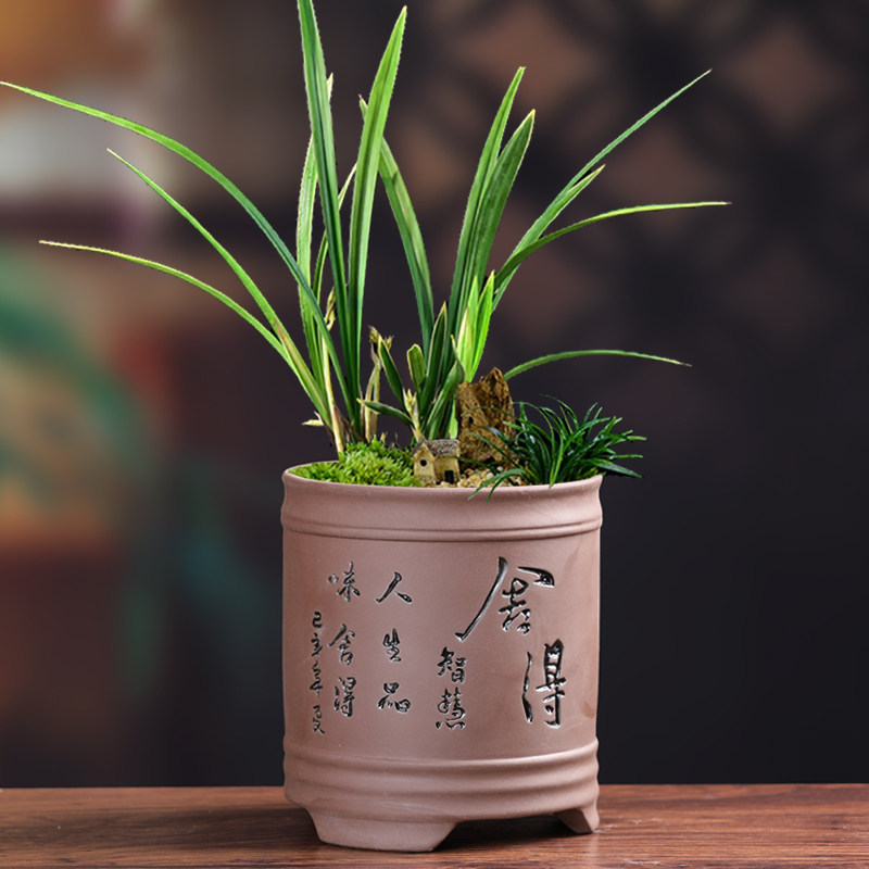 速发家盆紫砂粗陶透气竹用文花菖蒲创意个性多肉老桩小兰花盆