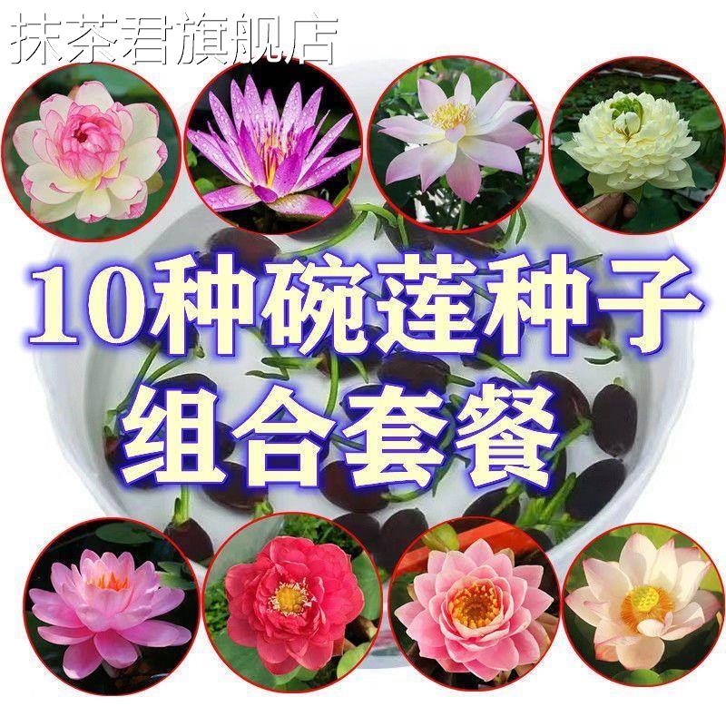 速发超级睡植水培植物季四开花碗莲水培莲物已开口睡莲荷花