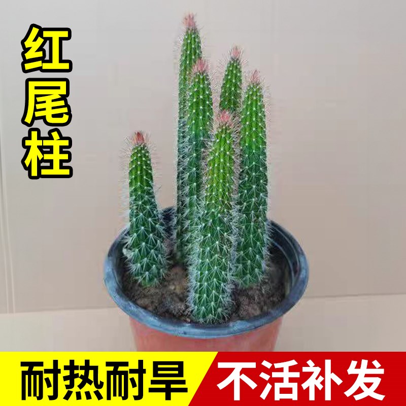 速发造人掌红尾柱多肉植仙大型仙人球仙人柱沙漠庭院景观物景盆栽