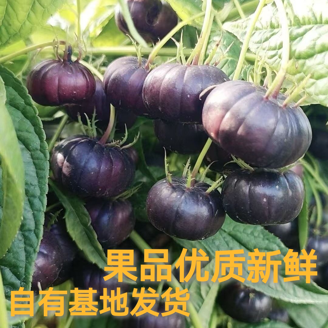 全网热销TP1销量NO1红果参鲜果