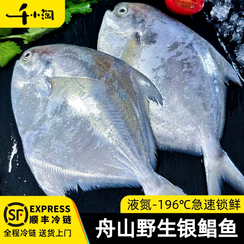 千小淘银鲳鱼野生海捕产地直发