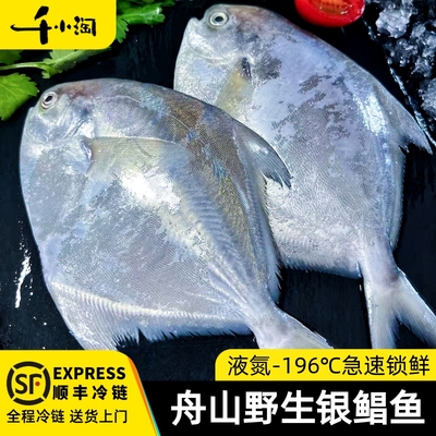 千小淘银鲳鱼野生海捕产地直发