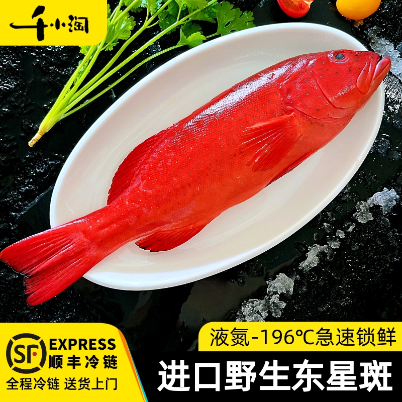 千小淘东星斑野生海捕顺丰冷链