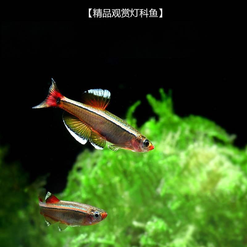 白云金丝鱼冷水鱼大帆红尾灯科鱼小型鱼原生鱼金鱼新手群游观赏鱼