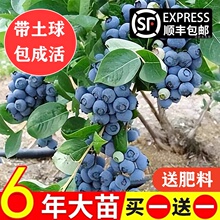 蓝莓树果苗蓝莓苗盆栽地栽果苗带大果南北方种植苗兔眼绿宝石果树