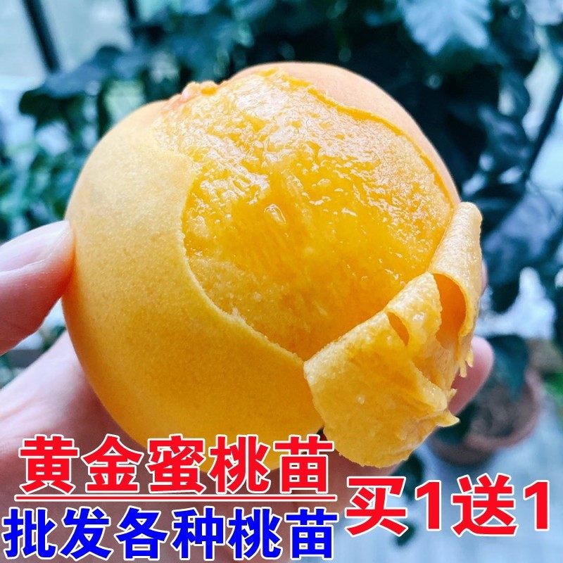 桃树果苗嫁接苗盆栽地栽南方北方种植黄桃冬桃血桃苗黄金蟠桃树苗