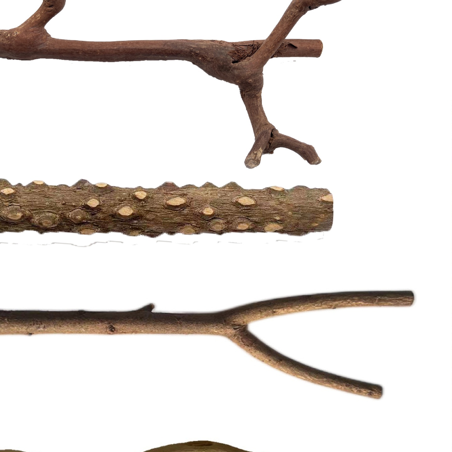 鹦鹉鸟站杆原木葡萄木花椒木苹果木站棍鸟类磨爪栖息站架鸟笼配件