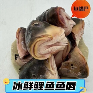 新鲜鱼嘴巴活鱼现杀微山湖四鼻鲤鱼鱼唇真空冰鲜淡水鱼头鲜活宰杀