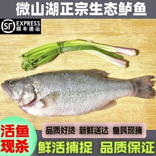 微山湖生态捕捞淡水鲈鱼新鲜活鱼现杀非海鲜鲈鱼清蒸河鱼顺丰生鲜