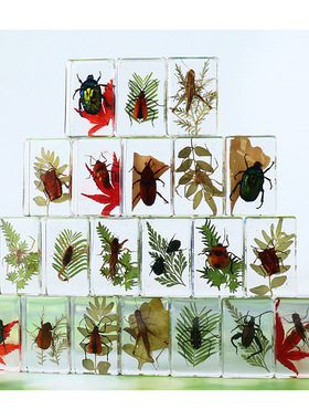 真昆虫绿植书镇标本夜光书镇创意摆件儿童教具真黄蝎子金龟子甲虫