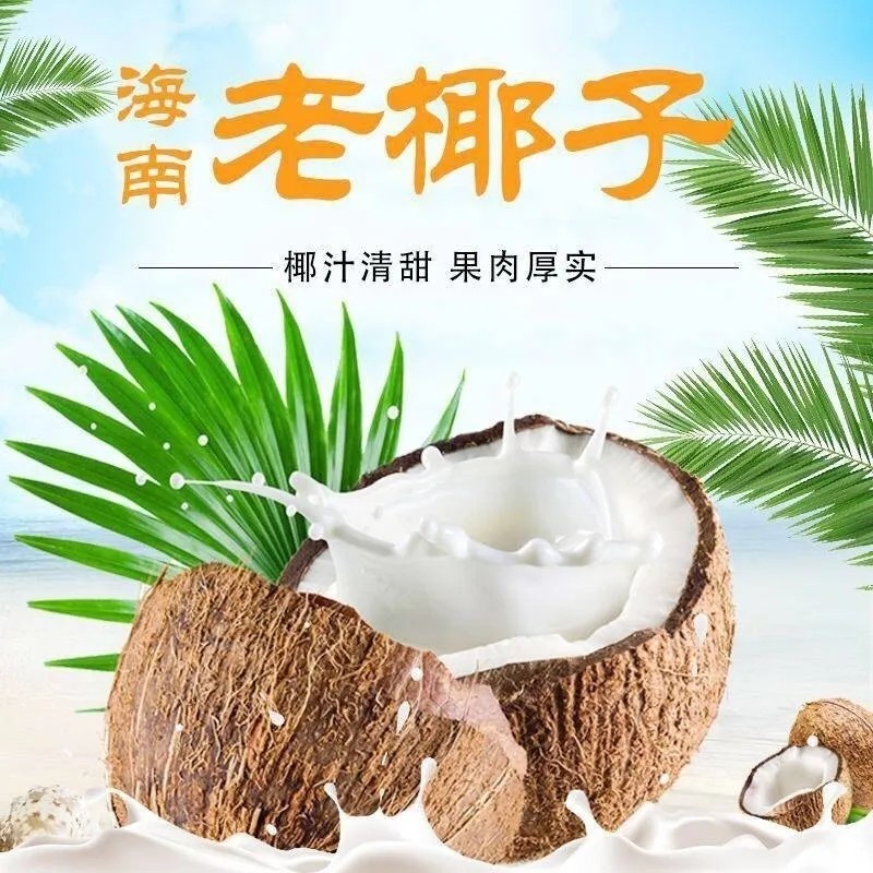 海南毛椰老椰子肉多汁甜