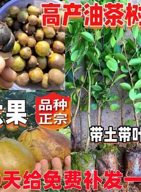 茶油批发高产油茶树苗油茶籽高产油茶苗白花种植中大果带土带叶