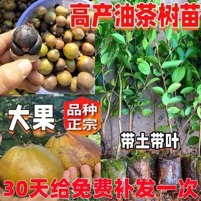 茶油批发高产油茶树苗