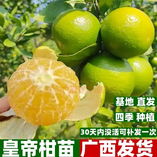 嫁接皇帝柑果树苗沃柑树苗沙糖桔