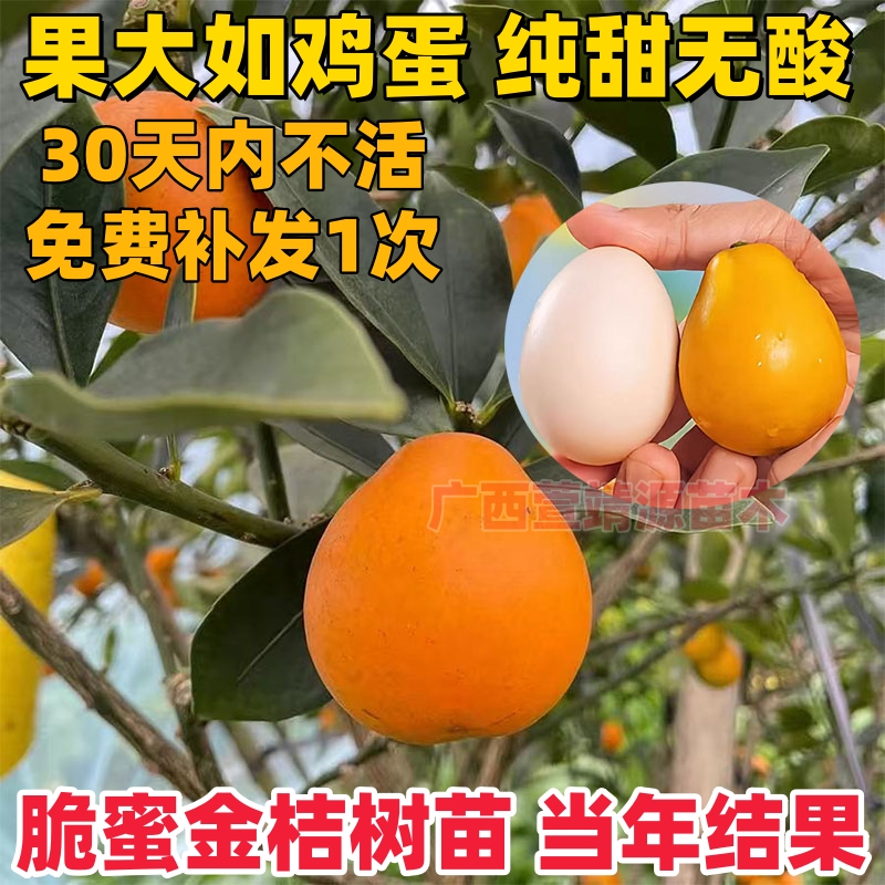 脆蜜金桔融安金桔果树嫁接苗