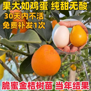 广西三代脆蜜金桔融安金桔果树嫁接苗耐寒四季无核南北方盆栽地栽