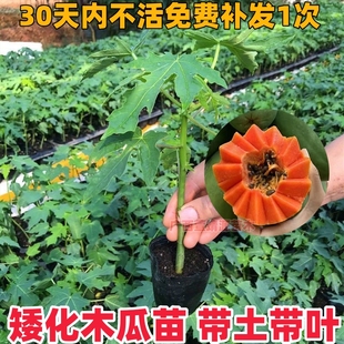 正宗矮化红肉水果木瓜树苗耐寒四季种植四季结果阳台庭院盆栽地栽