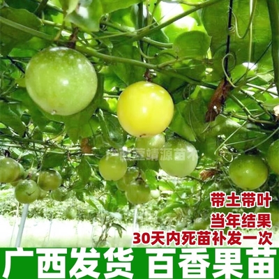 纯甜黄金百香果苗四季不断结果